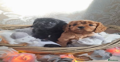 Mixed Breed dogs - Advert 8