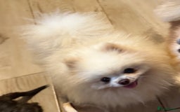 Pomeranian dogs for stud: our stunning white boy  in Doncaster - Image 5