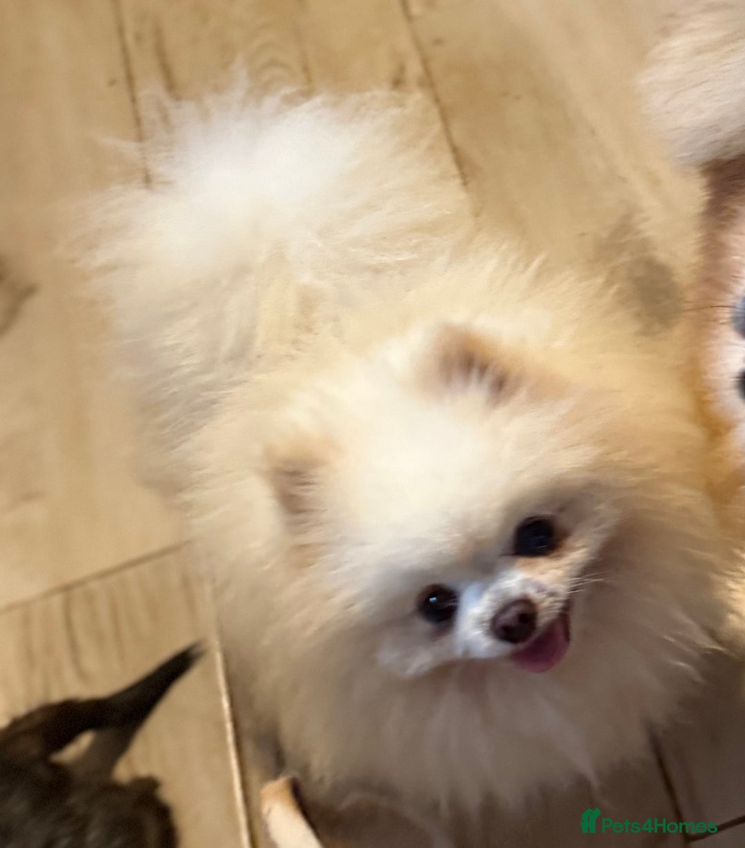 Pomeranian dogs for stud: our stunning white boy  in Doncaster - Image 5