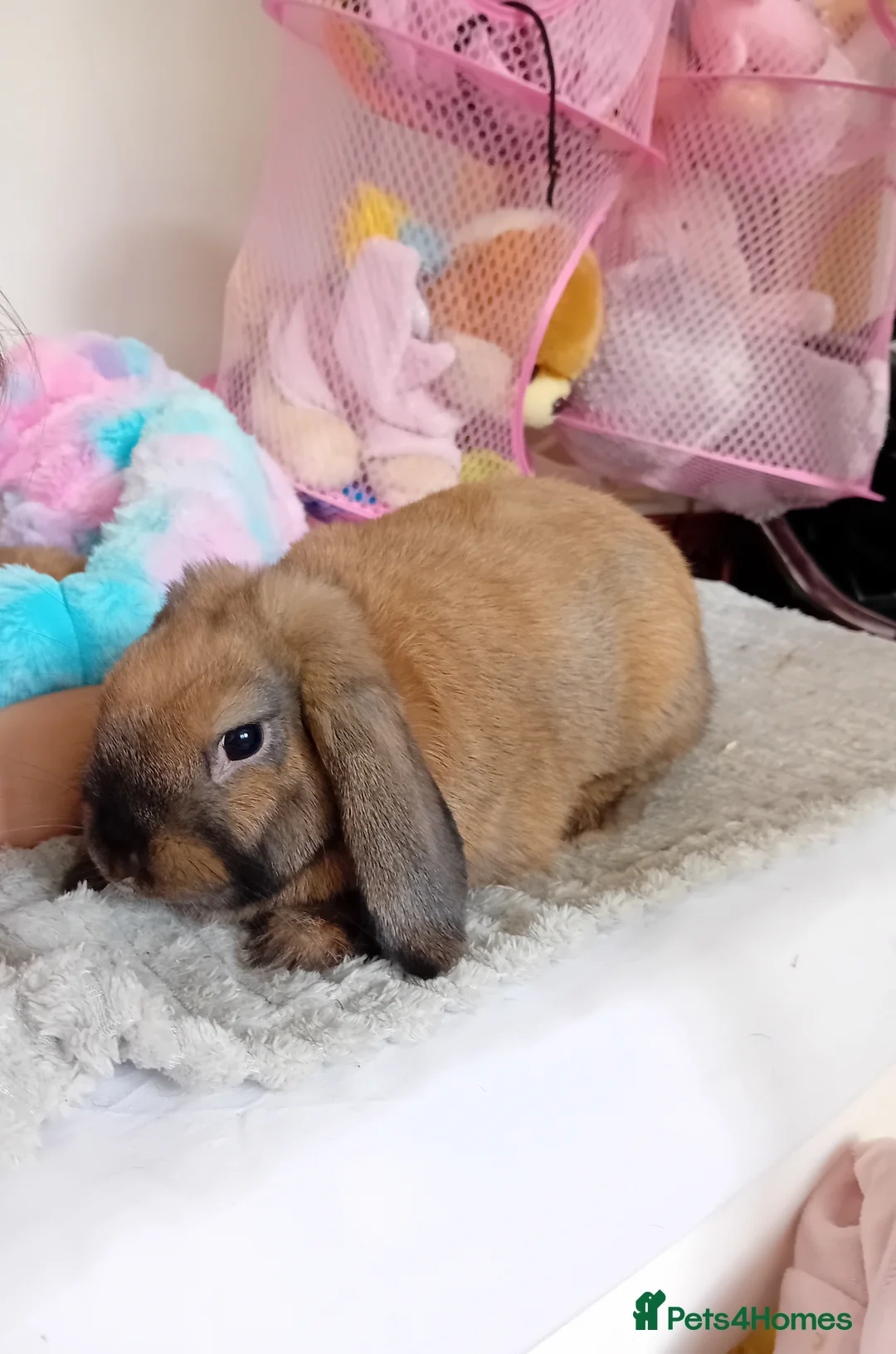 Mini Lop rabbits for sale: Mini Lop male  - Advert 2