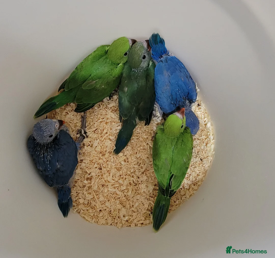 Ringnecks birds for sale: Juveniles ringnecks. - Advert 2