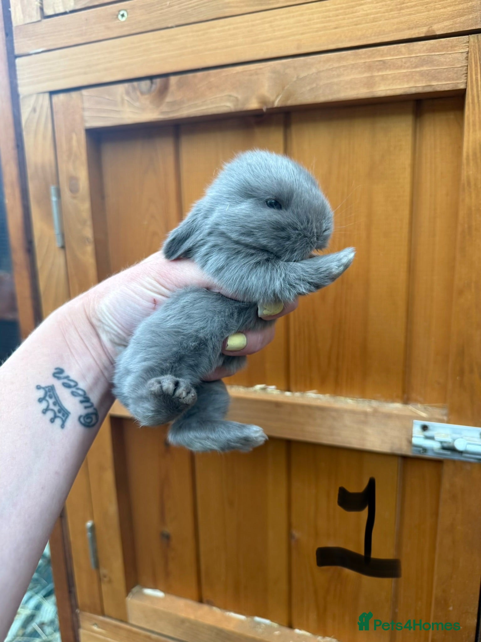 Mini Lop rabbits Pure Blue & Lilac Mini Lops 🩶 - Advert 2