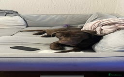 Labrador Retriever dogs for sale: 3 year old male chocolate labrador  - Image 4
