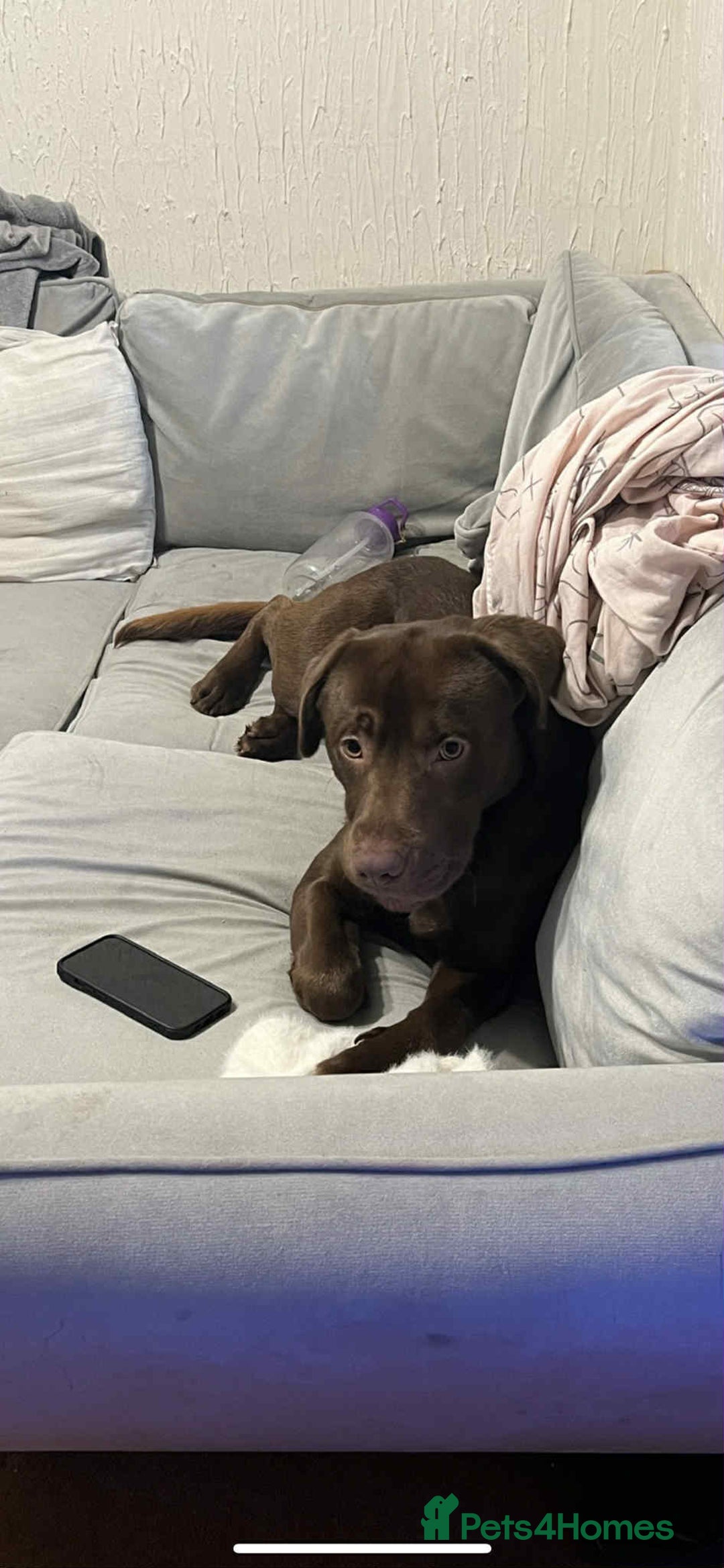 Labrador Retriever dogs for sale: 3 year old male chocolate labrador  - Image 4