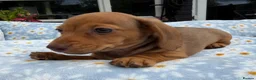 Miniature Dachshund dogs for sale: Miniature dachshund puppies 🐶 READY NOW - Advert 20