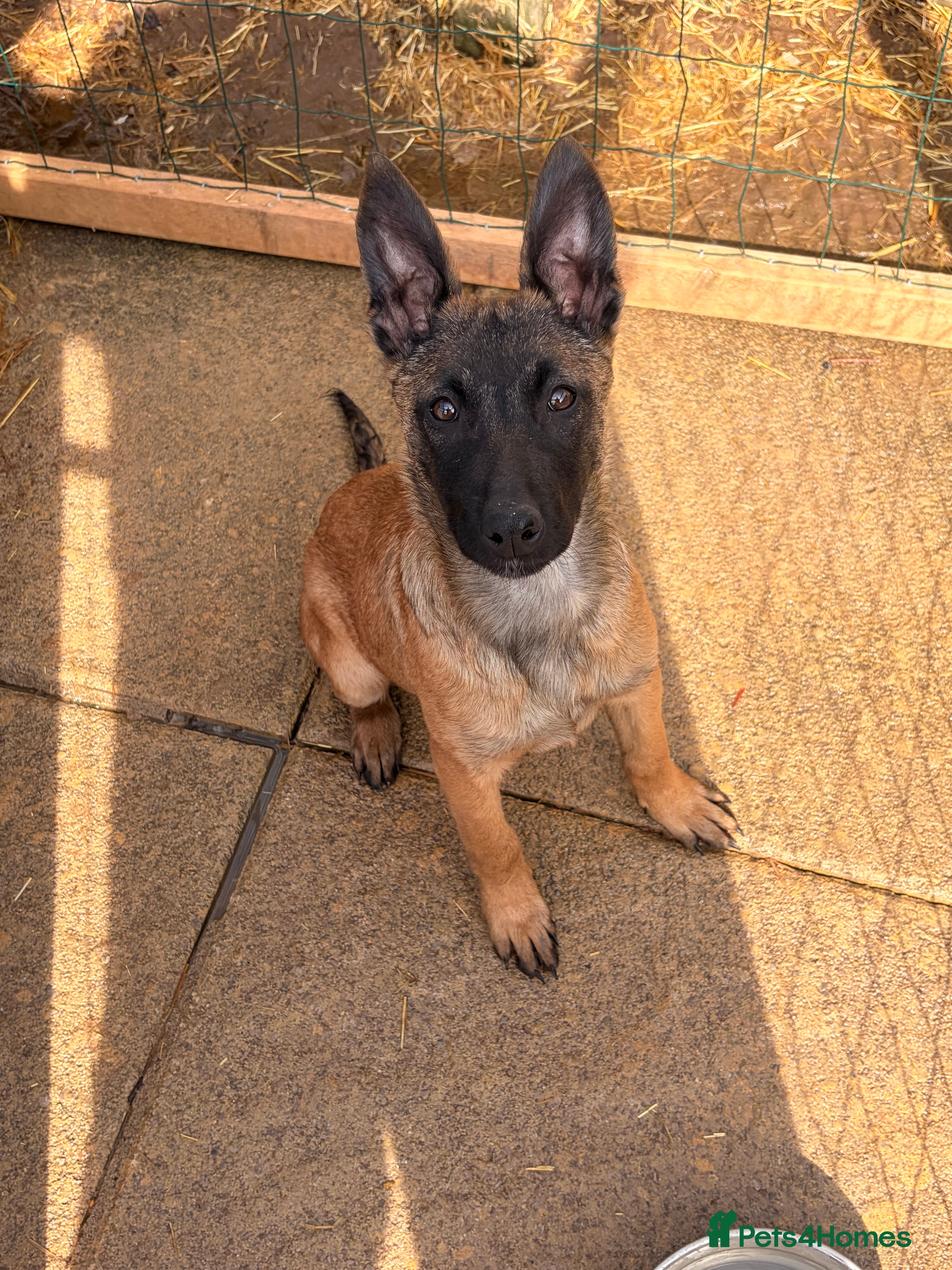 Belgian Shepherd Dog dogs Only 2 Left – Malinois Puppies - Reduced price - Advert 17