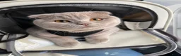 Scottish Fold cats for sale: Female Lilac Scottish Fold Kitten - Advert 3