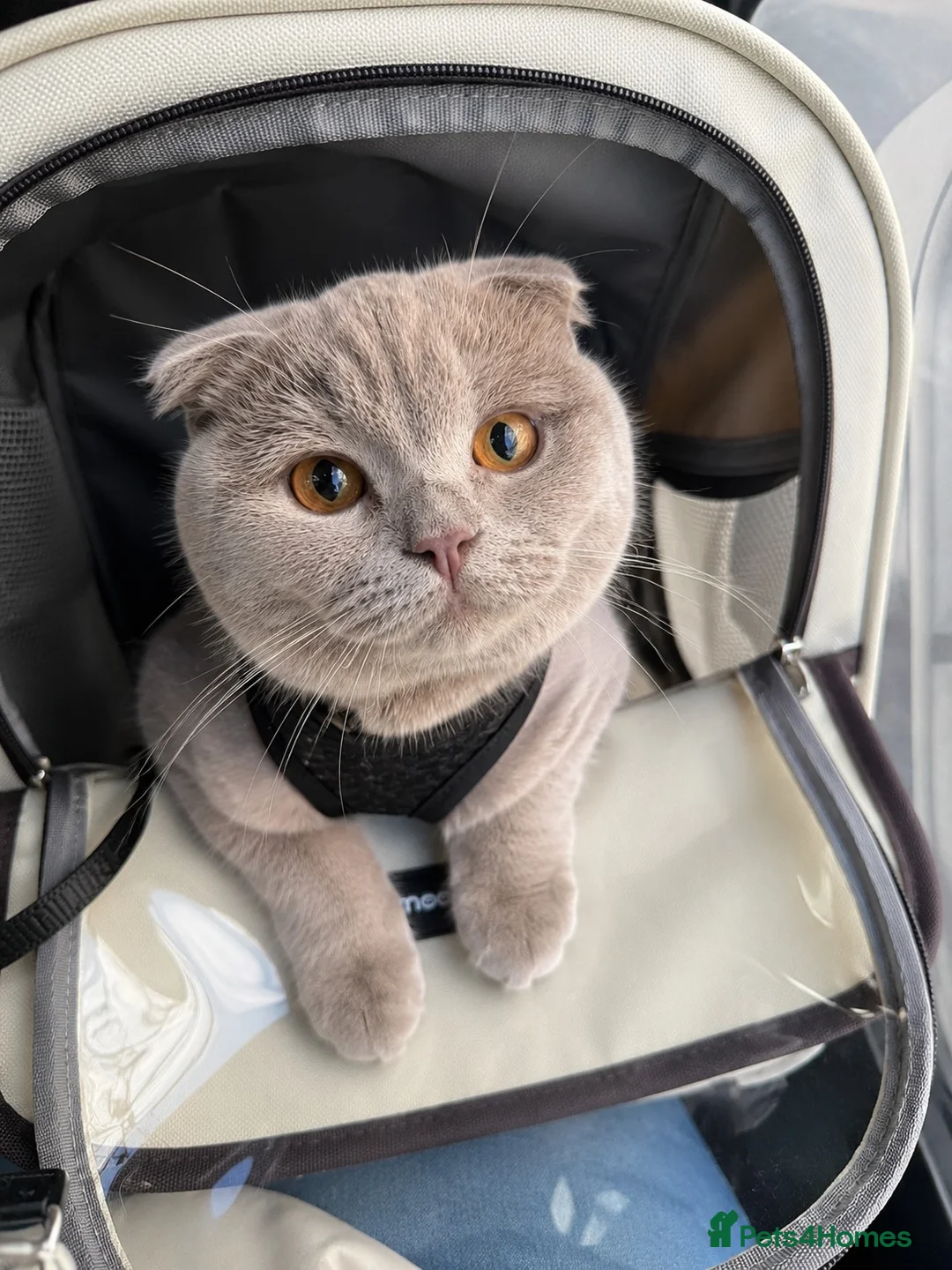 Scottish Fold cats for sale: Female Lilac Scottish Fold Kitten - Advert 3