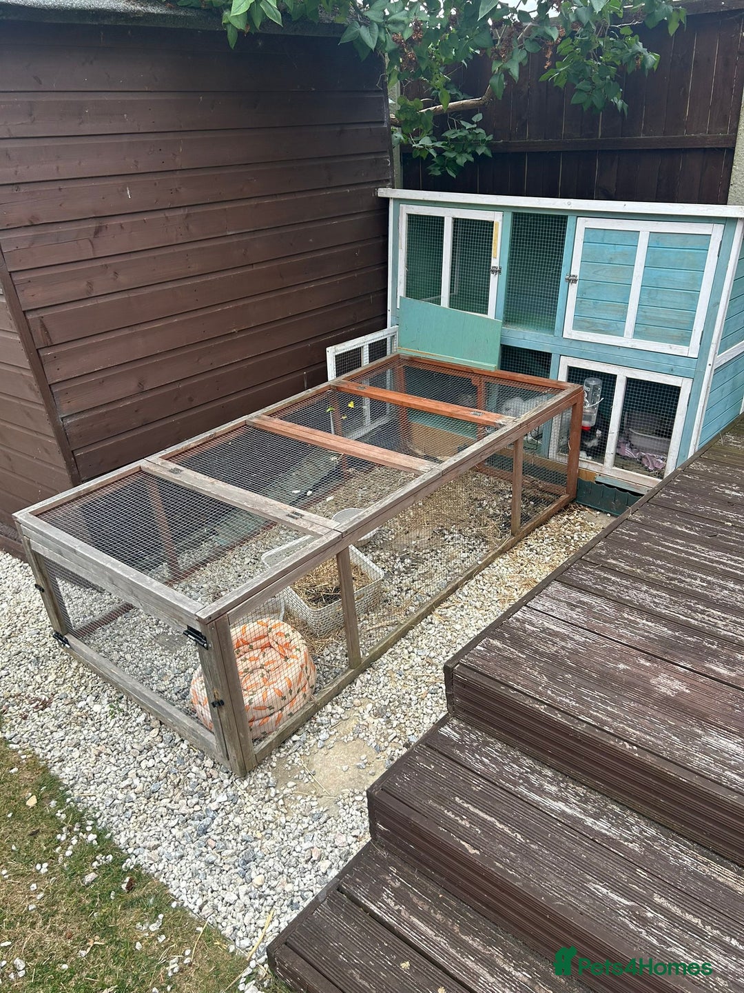Dwarf Lop rabbits for sale: Two bonded dwarf rabbits  - Image 4