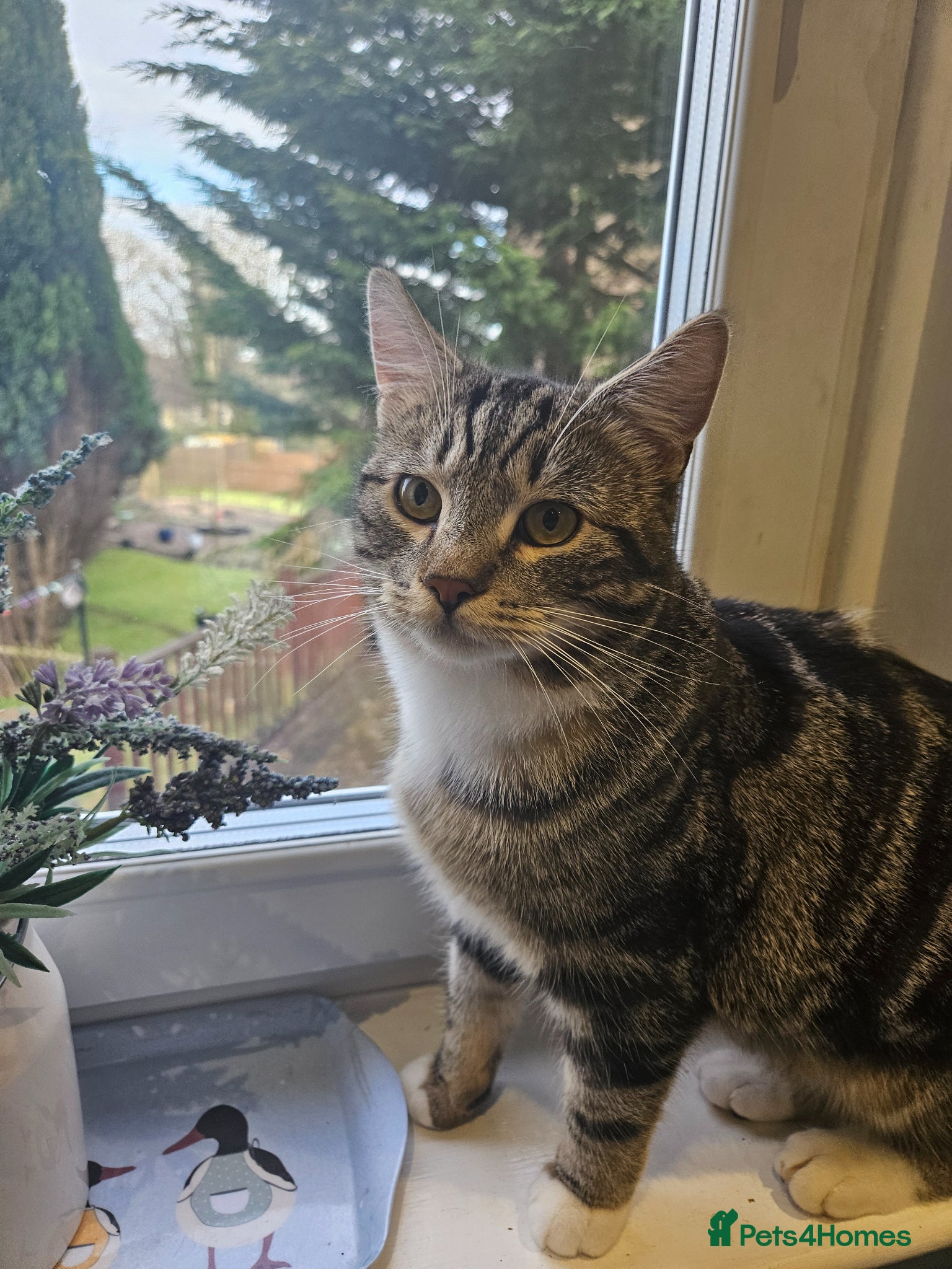 Mixed Breed cats 8-Month-Old Tabby Cat – Looking for a Loving Home - Advert 1