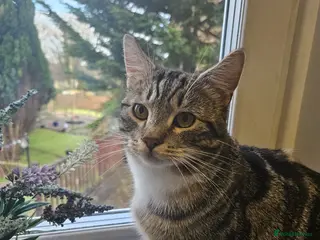 Mixed Breed cats 8-Month-Old Tabby Cat – Looking for a Loving Home - Advert 1