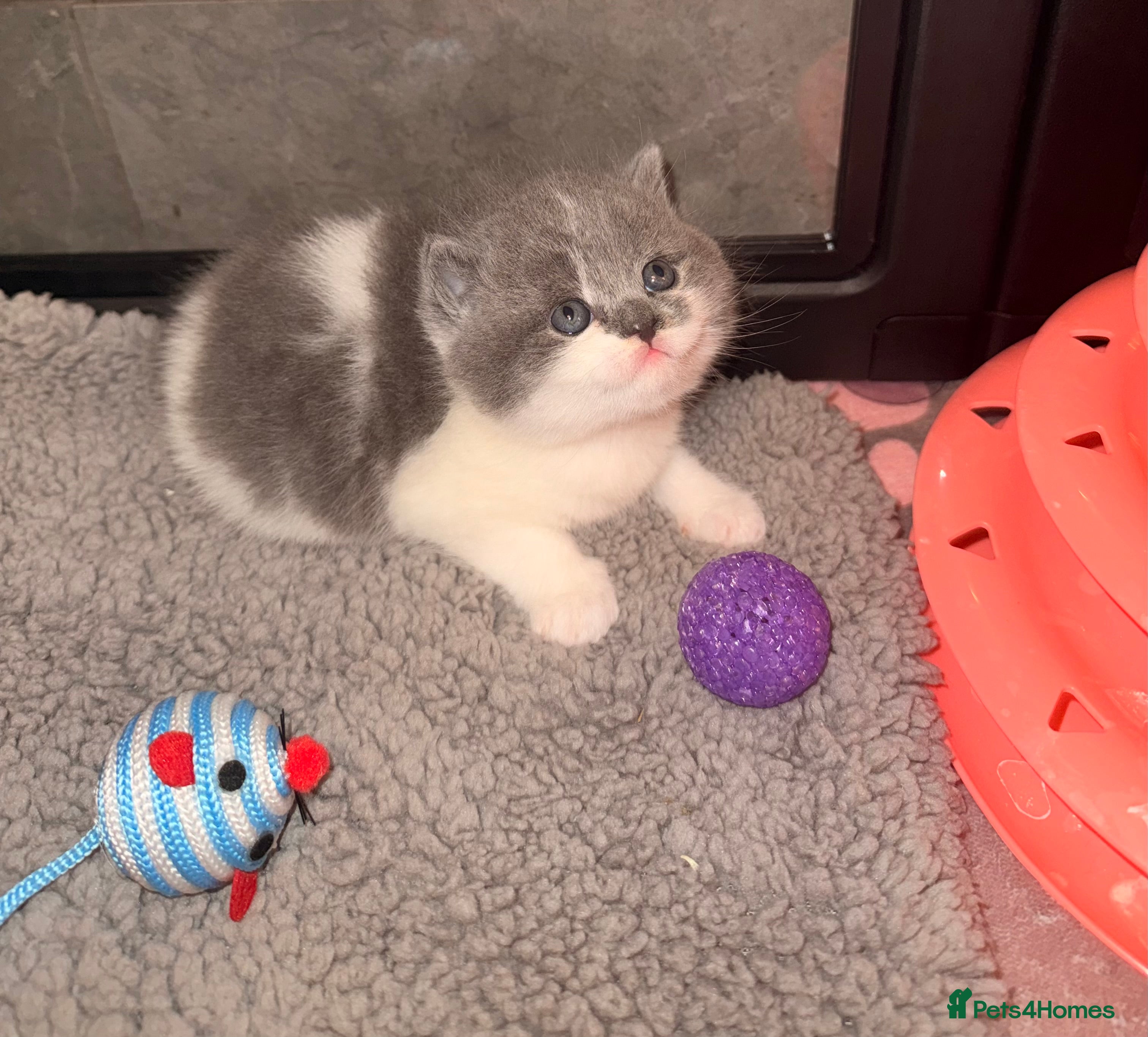 British Shorthair cats GCCF registered bi colour Male  - Advert 10