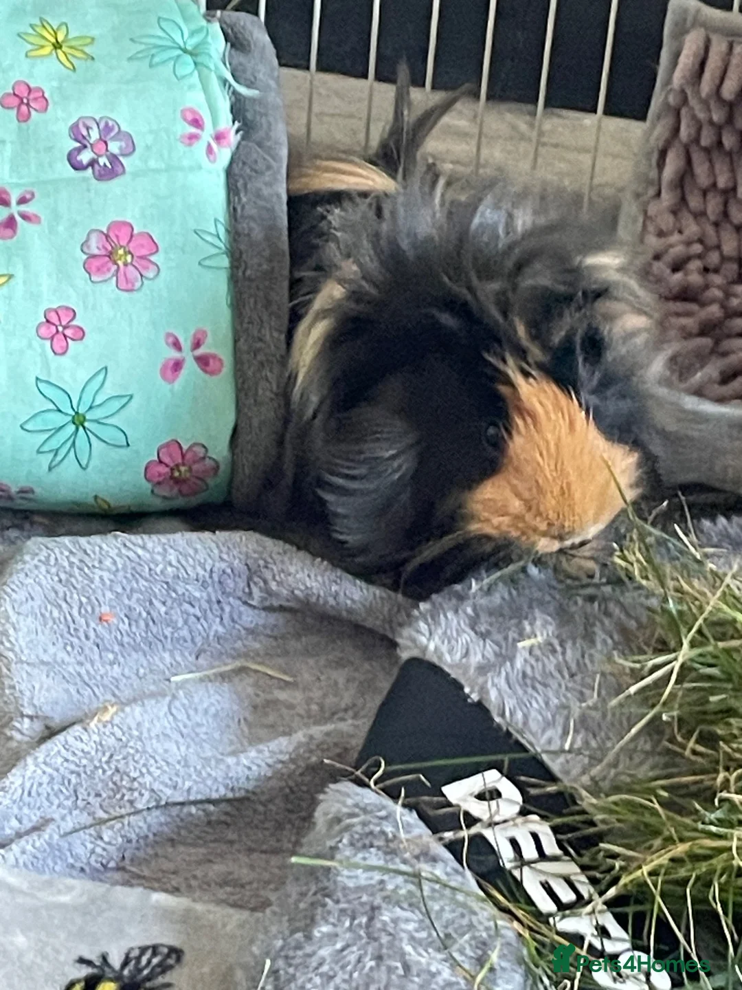 Guinea Pig rodents for sale: 2 male guinea pigs in York - Advert 4
