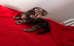 Domestic Shorthair cats for sale: Beautiful Kittens  in Godalming - Image 11