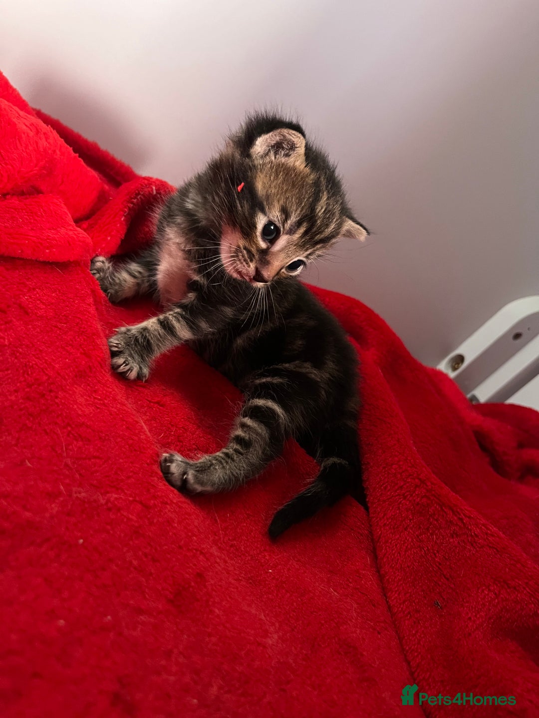 Domestic Shorthair cats for sale: Beautiful Kittens  in Godalming - Image 11
