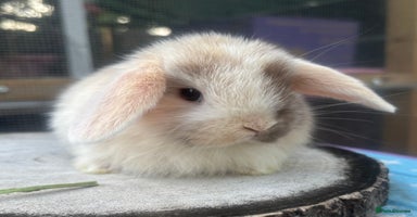 Mini Lop rabbits - Advert 3