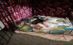 Mixed Breed cats for sale: 3 tabby kittens for sale  - Image 4