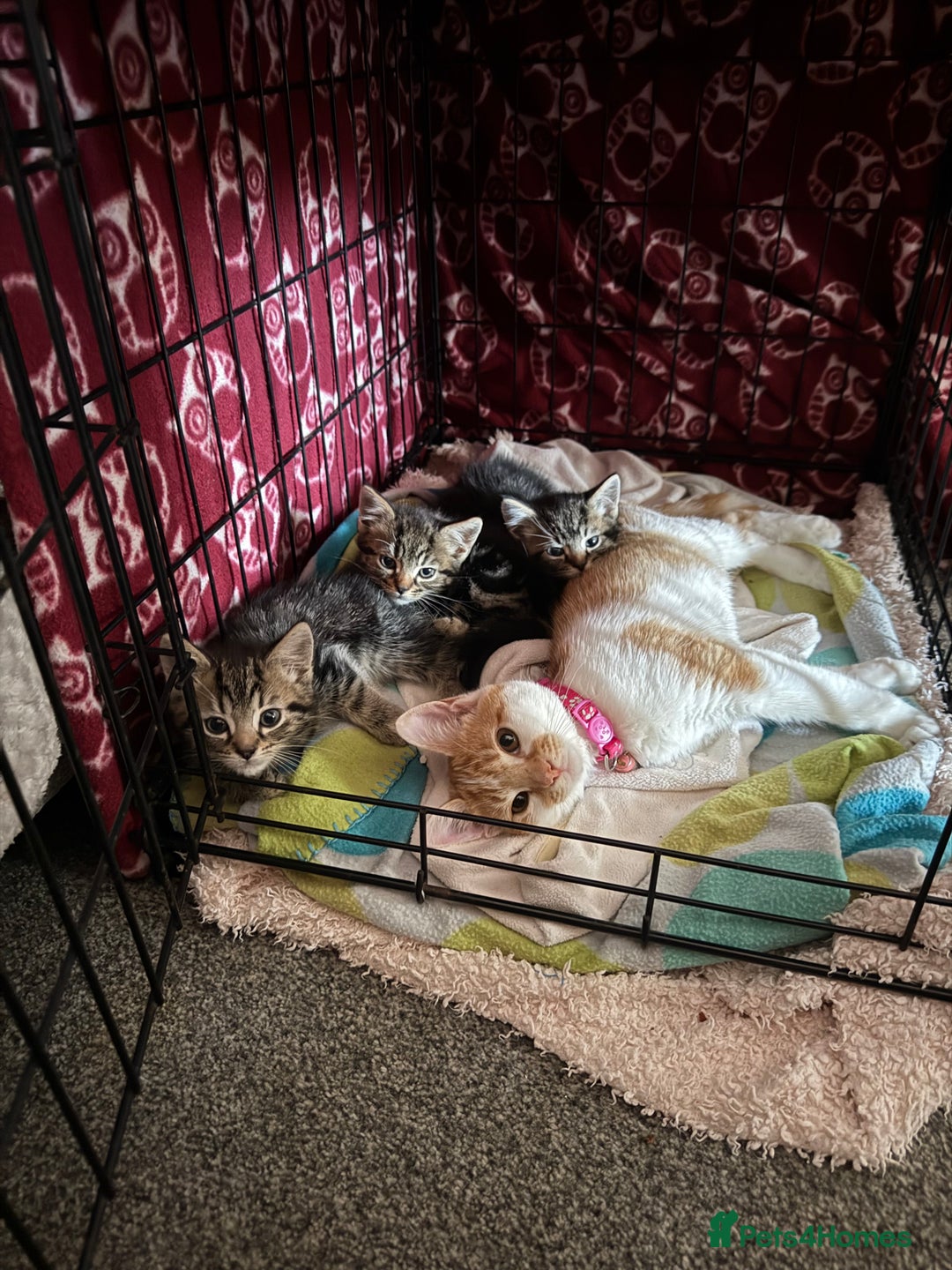 Mixed Breed cats for sale: 3 tabby kittens for sale  - Image 4