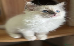 Ragdoll cats for sale: Gorgeous fluffy and friendly kittens  - Image 9