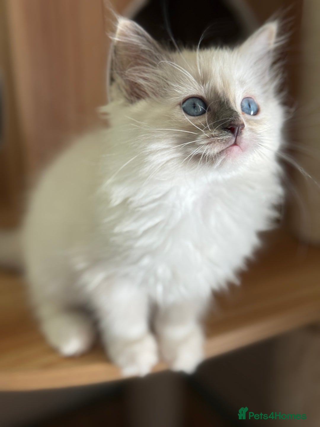 Ragdoll cats for sale: Gorgeous fluffy and friendly kittens  - Image 9