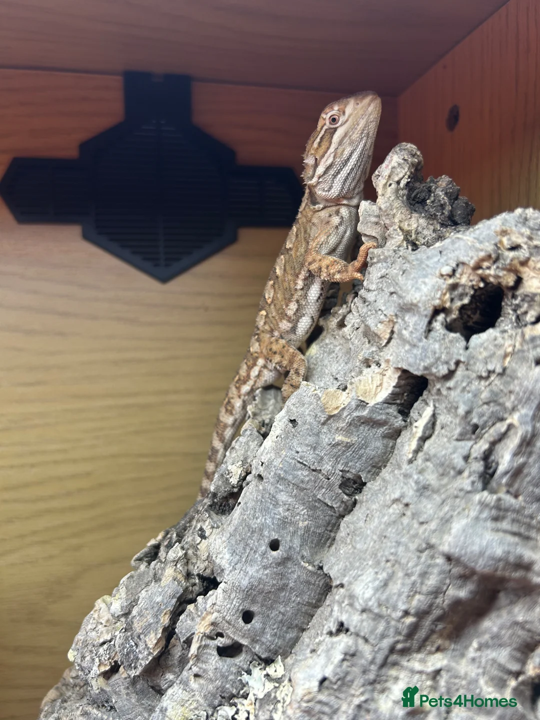 Dragon reptiles for sale: Rankin Dragon in Sutton - Advert 2