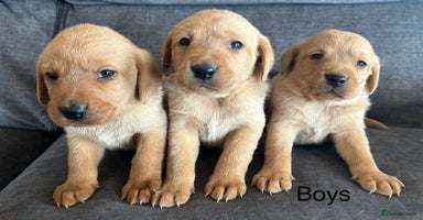 Labrador Retriever dogs - Advert 7