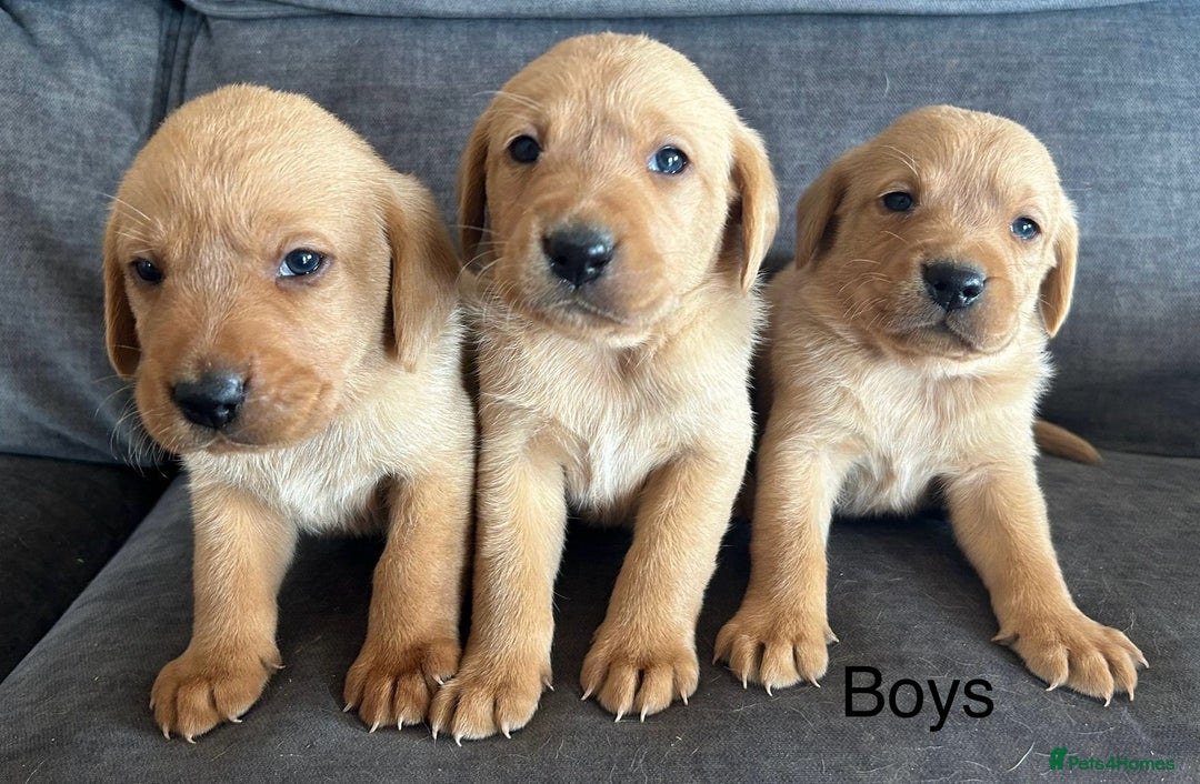 Labrador Retriever dogs for sale: Fox red Labrador puppies - Image 3