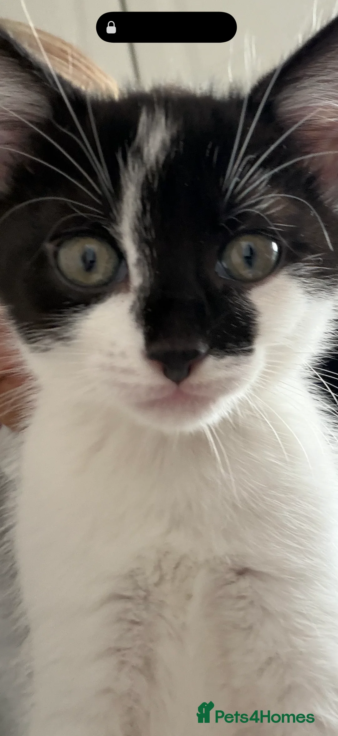 Mixed Breed cats for sale: 5 female kittens ready now  in Cardigan - Advert 21
