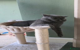 British Shorthair cats for sale: Hugo British shorthair - Advert 5