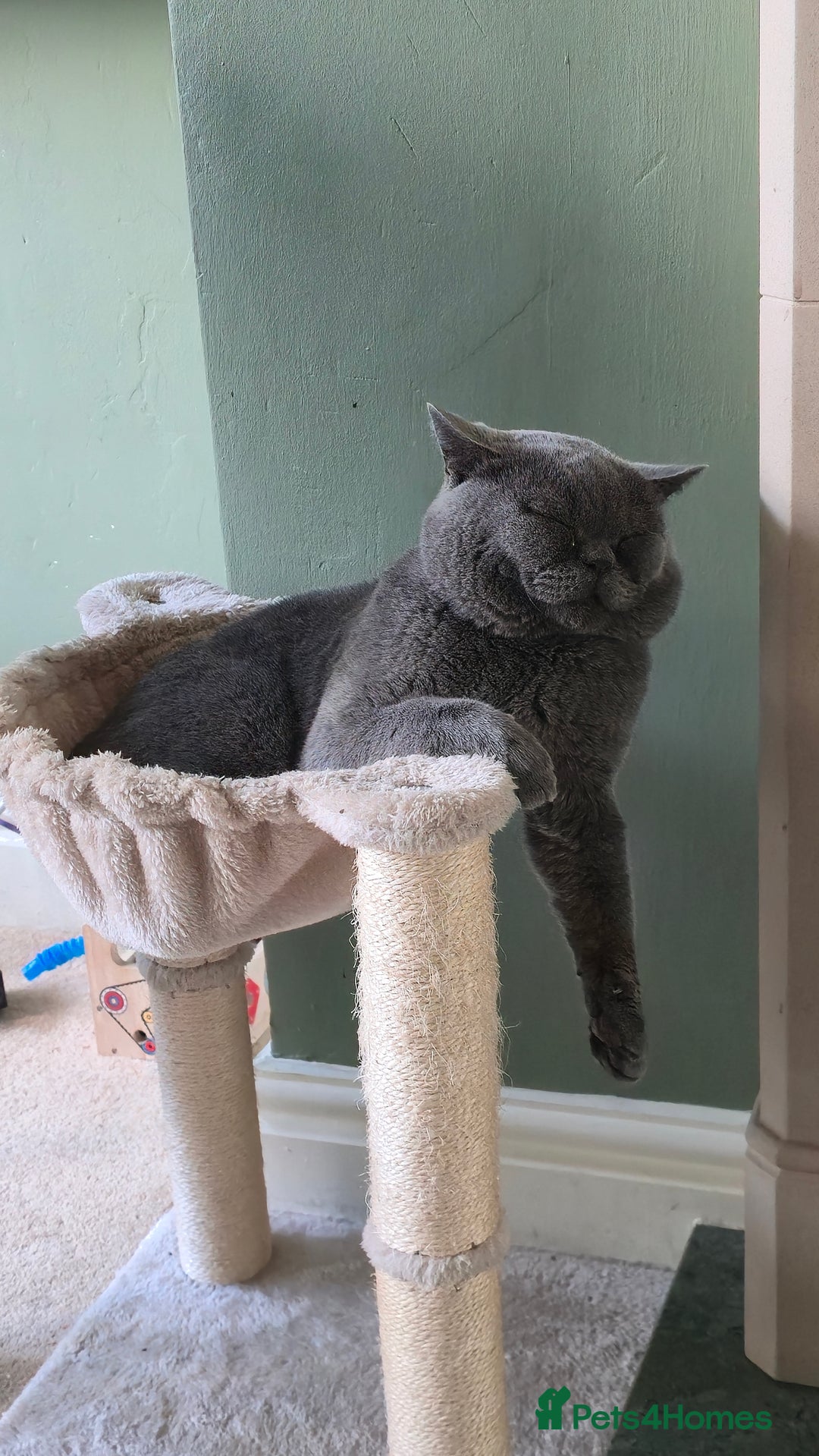 British Shorthair cats for sale: Hugo British shorthair - Advert 5