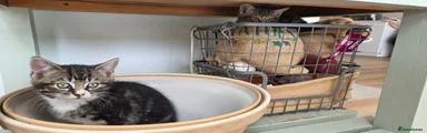 Mixed Breed 8