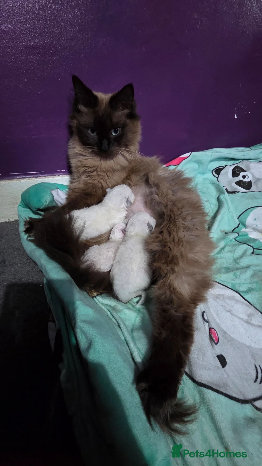 Ragdoll cats for sale: Ragdoll kittens for sale £450 - Advert 8