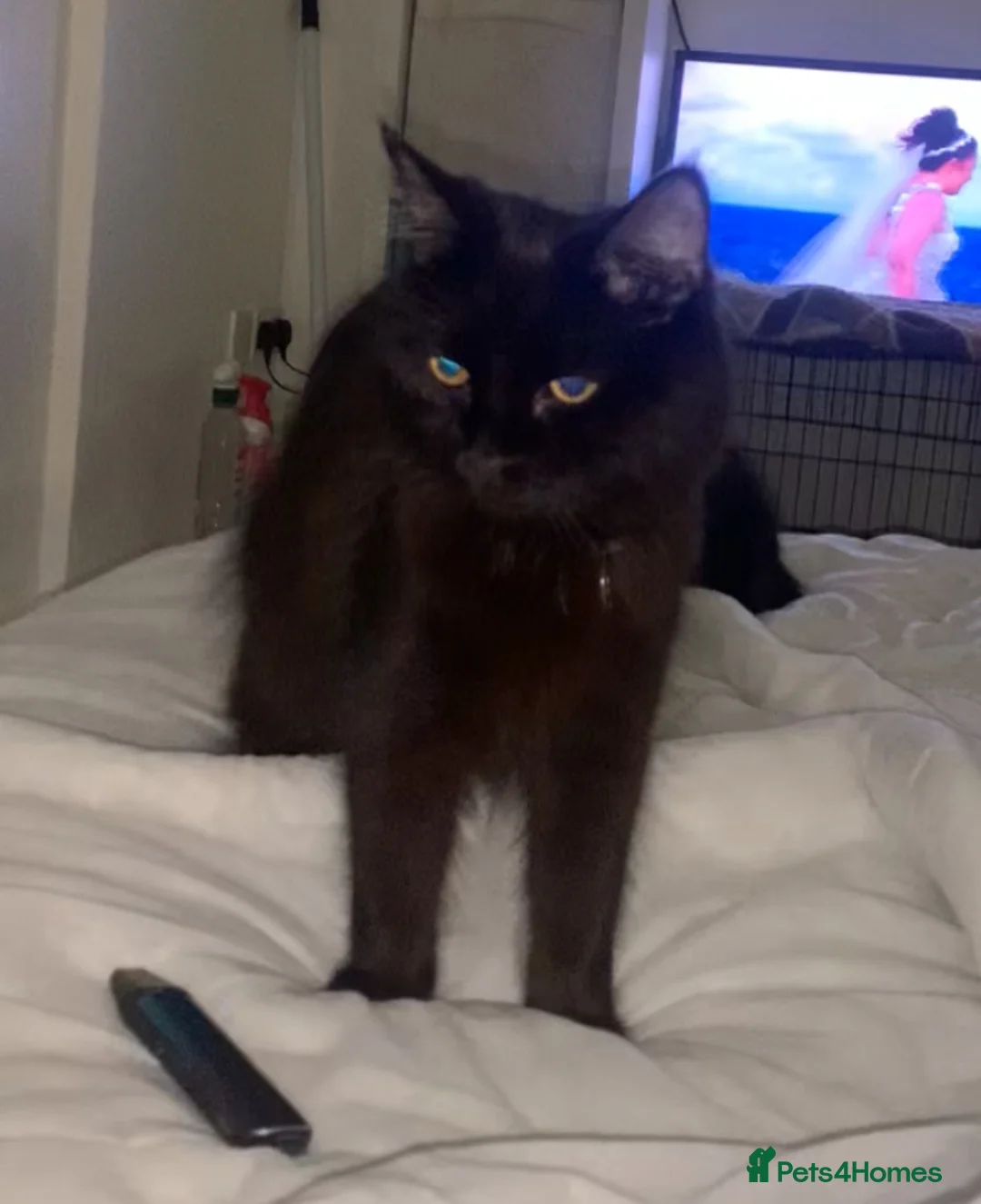 Mixed Breed cats for sale: Two mixed breed female cats to be sold together. in Camberley - Advert 2