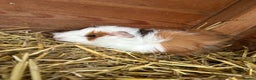Guinea Pig rodents for sale: Baby guinea pig looking for loving home  - Advert 7