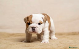 English Bulldog dogs for sale: Beautiful British Bulldog’s  - Image 4