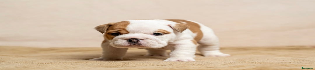 English Bulldog Puppy 2