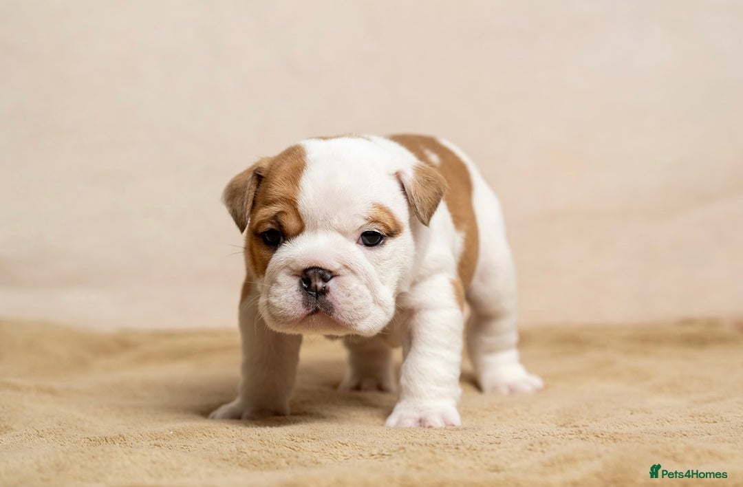 English Bulldog dogs for sale: Beautiful British Bulldog’s  - Image 4