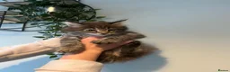 Maine Coon cats for sale: Maine Coon Mackerel Tabby Boy Left  - Advert 3
