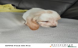 Basset Hound dogs for sale: Bassett Hound Puppies for Sale - Image 10