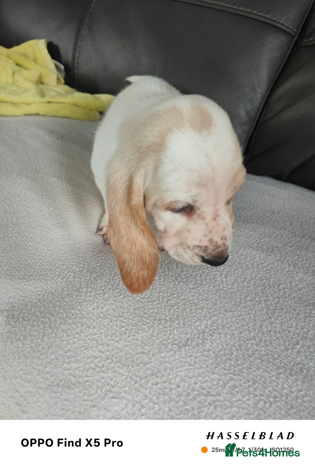 Basset Hound dogs for sale: Bassett Hound Puppies for Sale - Image 10
