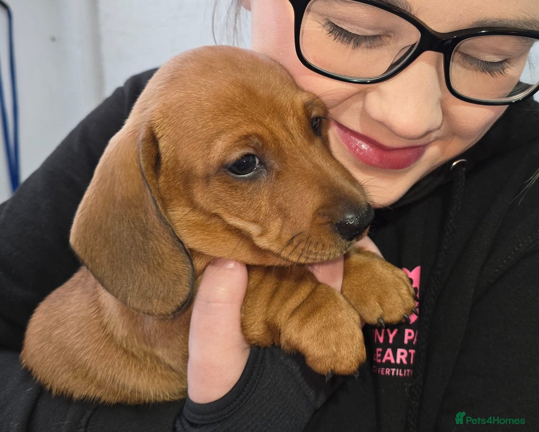 Dachshund dogs for sale: Dachshund puppies  - Advert 28