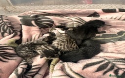 Domestic Shorthair cats for sale: Domestic short/long hair kittens - Image 3