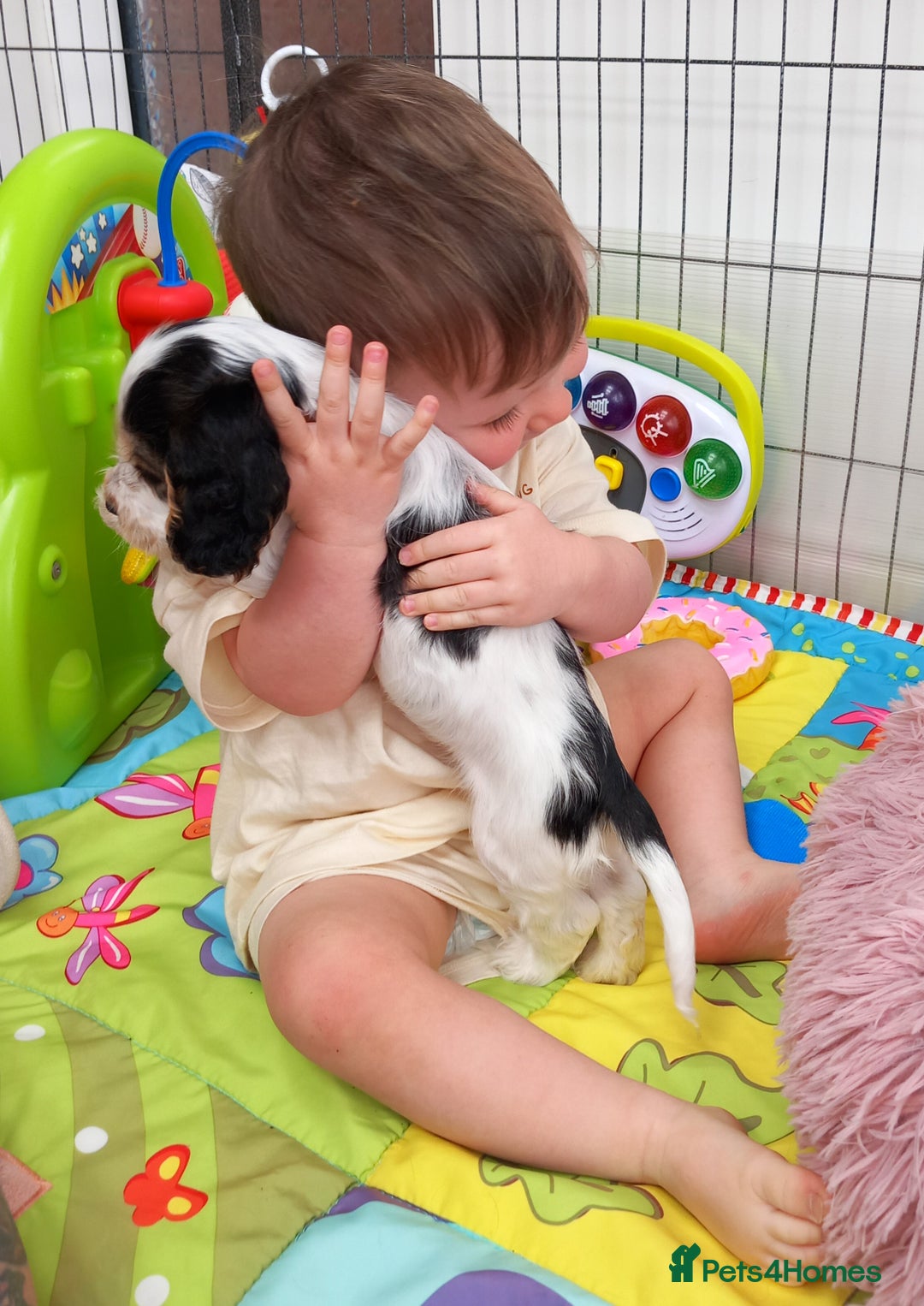 Cocker Spaniel dogs for sale: Stunning Show cocker spaniel puppies Health tested - Image 2