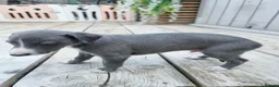 Whippet dogs for sale: Beautiful blue pedigree whippets  - Advert 7