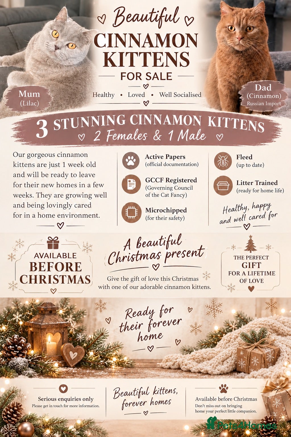 British Shorthair cats for sale: Active 🐾 Cinnamon BSH Kittens – 2 Girls & 1 Boy  - Advert 1
