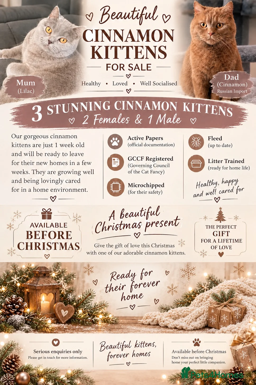 British Shorthair cats for sale: Active 🐾 Cinnamon BSH Kittens – 2 Girls & 1 Boy  - Advert 1