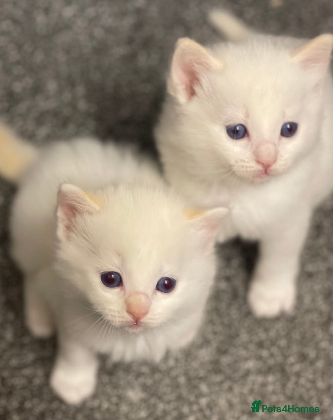 Ragdoll cats for sale: VERY RARE CREAM FLARE BICOLOUR RAGDOLL KITTEN - Image 11