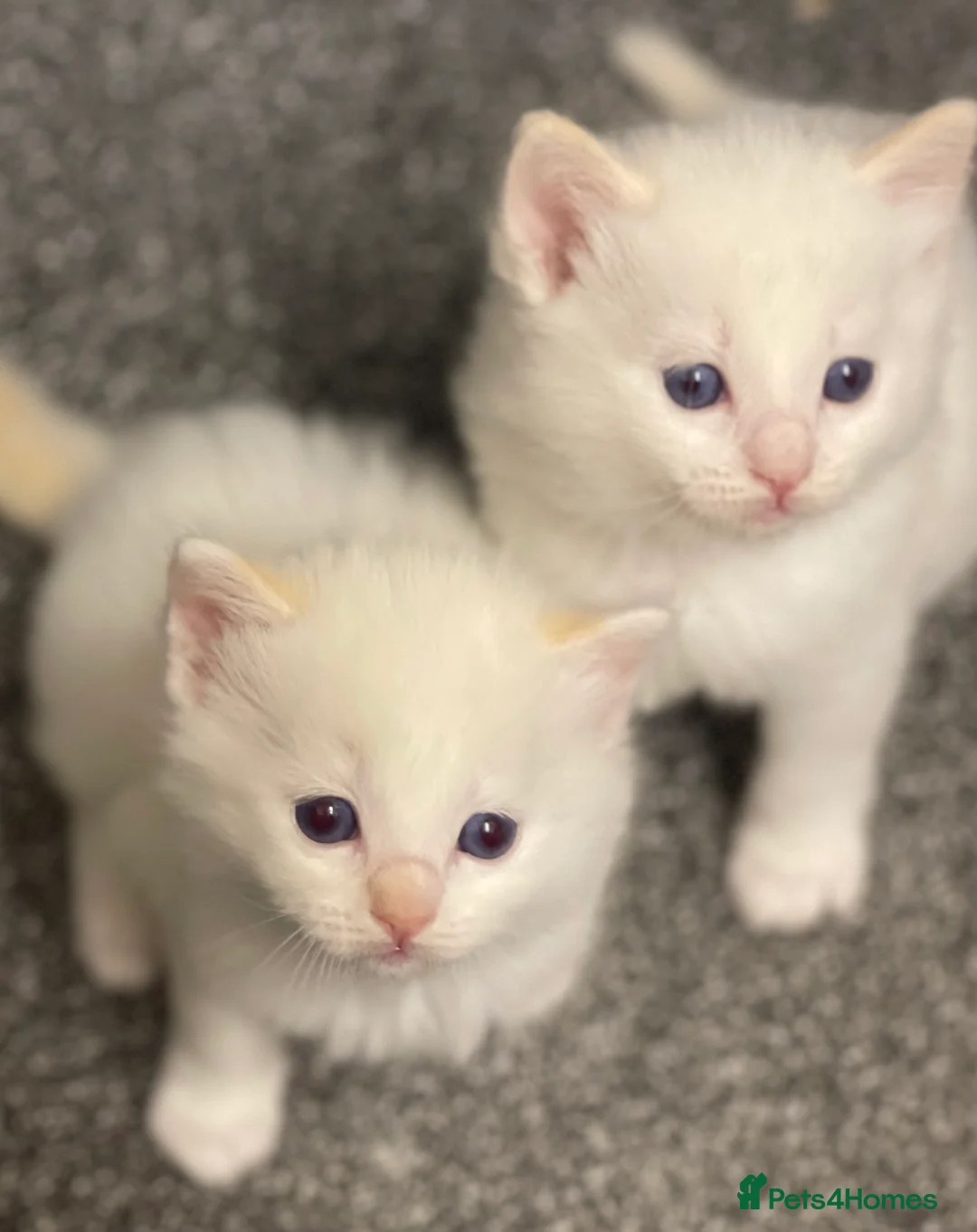 Ragdoll cats for sale: VERY RARE CREAM FLARE BICOLOUR RAGDOLL KITTEN - Advert 11