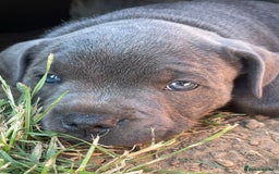 Staffordshire Bull Terrier dogs for stud: Proven KC Blue Staffy For Stud  - Image 9