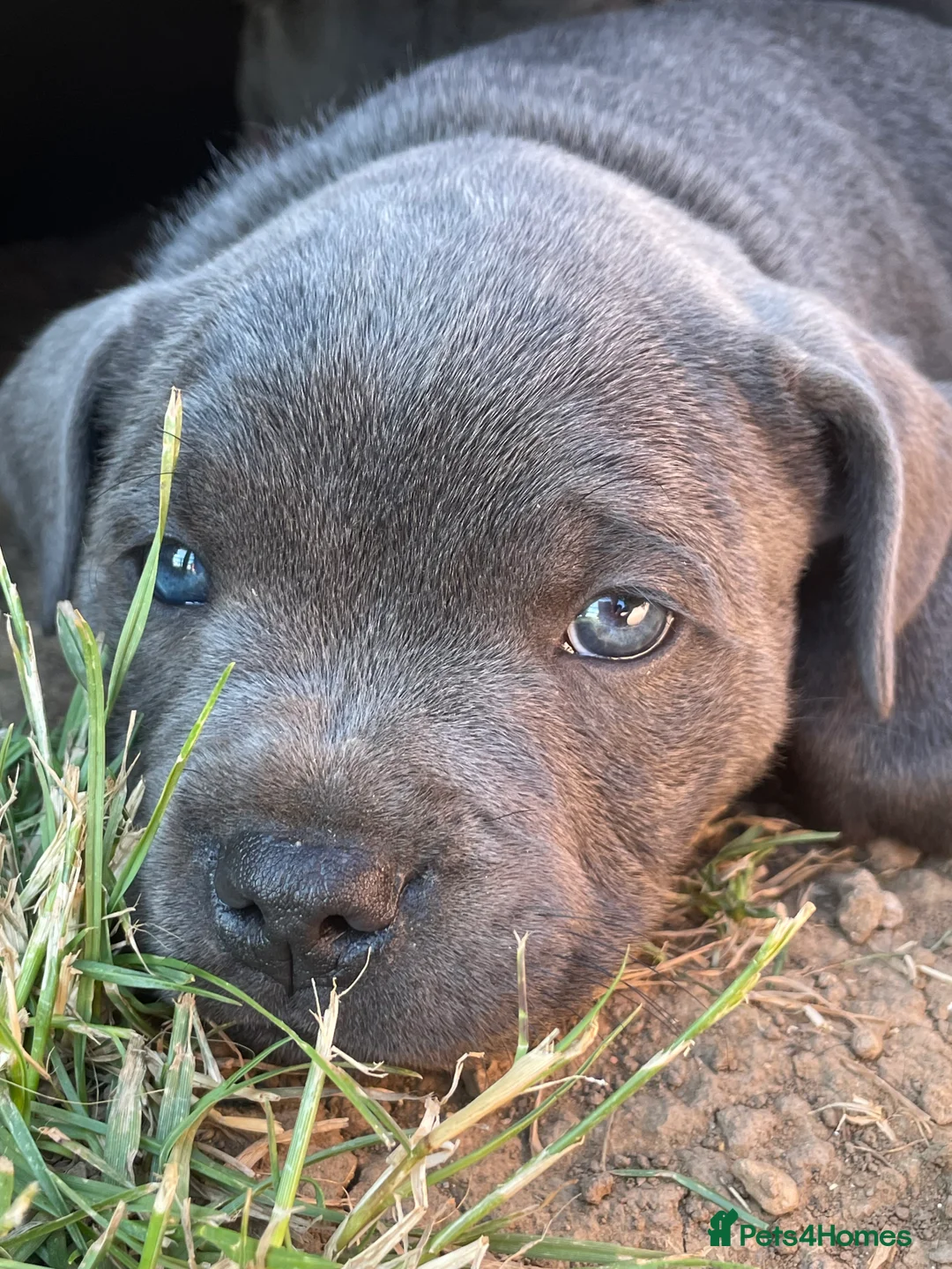 Staffordshire Bull Terrier dogs for stud: Proven KC Blue Staffy For Stud  - Advert 9